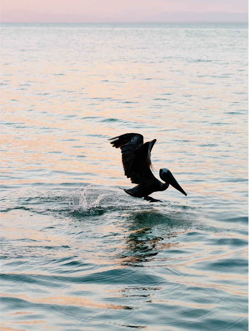 pelican belize city